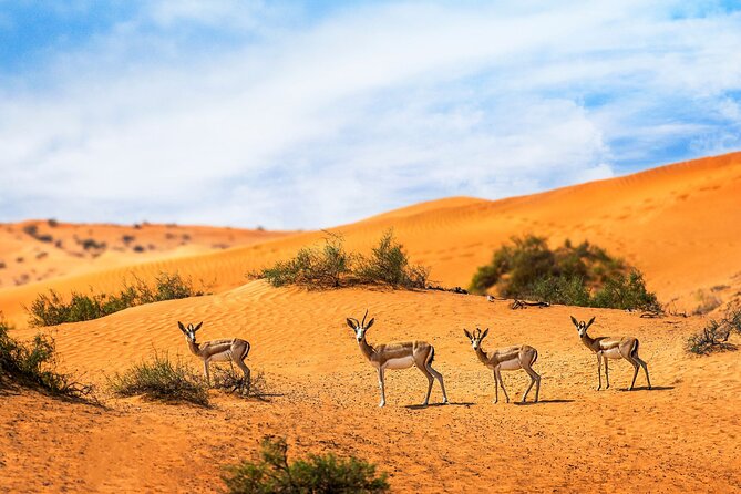 Which Desert is Best For Desert Safari Tours in Dubai?
